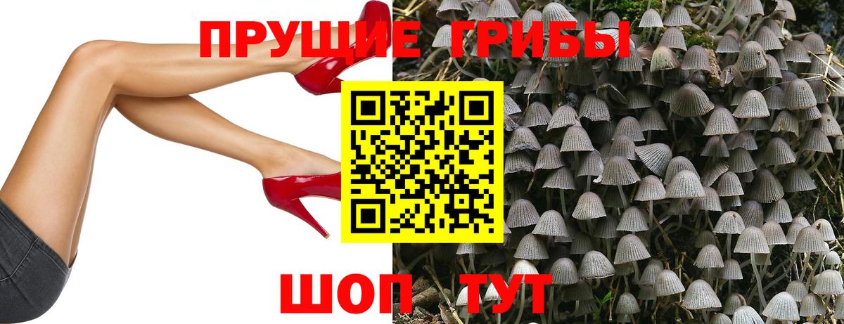 Хасавюрт  Псилоцибиновые грибы Psilocybe  Вход с VPN 